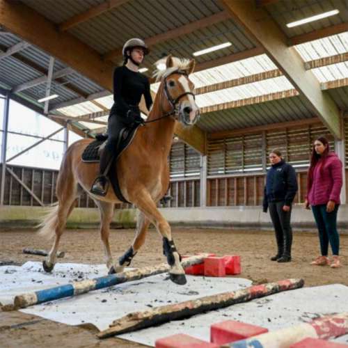 vignette de l\'actu La femme qui peint avec les sabots des chevaux