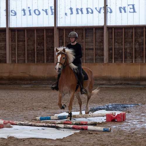 Mouvements du cheval - Obstacles - ©Léa Didier #35