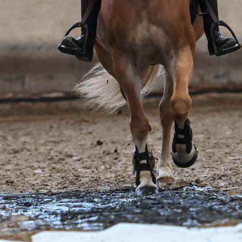 Mouvements du cheval - ©Léa Didier #37