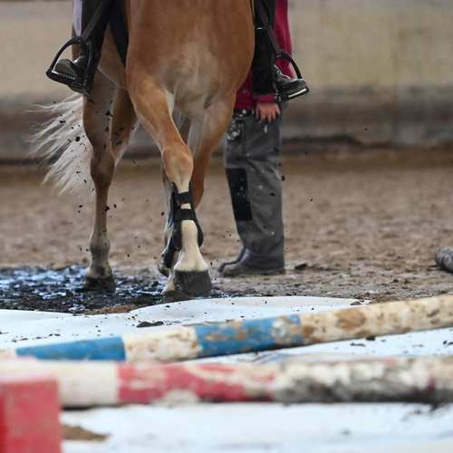 Mouvements du cheval - Obstacles - ©Léa Didier #38