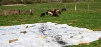 TRANSHUMANCE 1 - 25