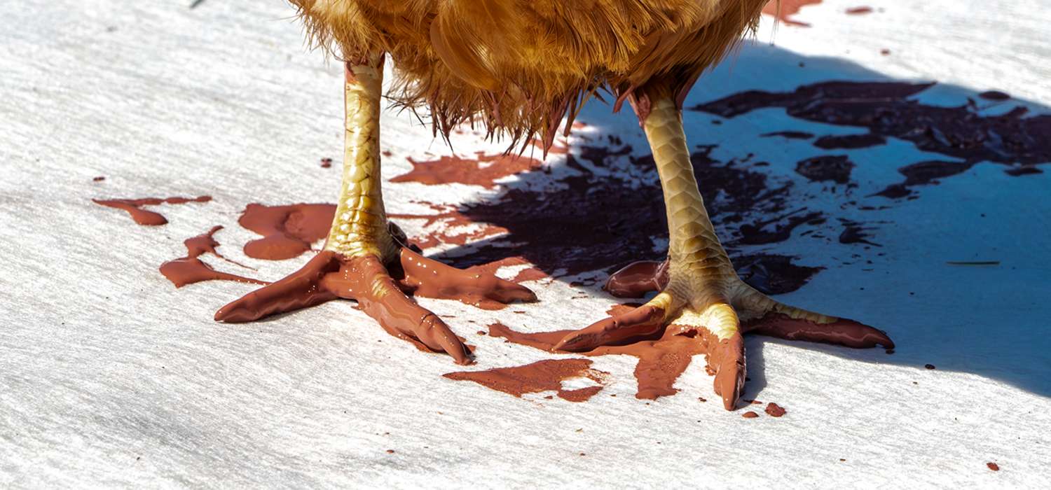 EN IMMERSION DANS LES PLUMES DU SART - 25