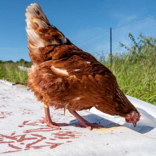 EN IMMERSION DANS LES PLUMES DU SART - 25 le 12/06/2025