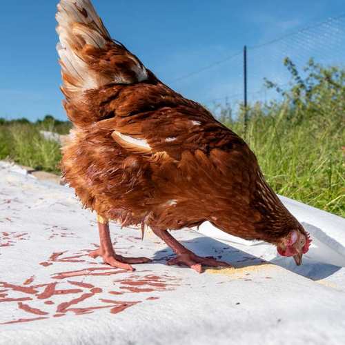 Expérimentation picturale avec les poules #1