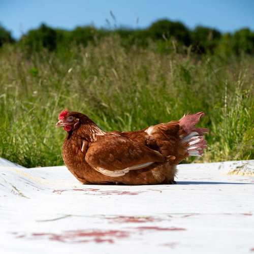 Expérimentation picturale avec les poules #2
