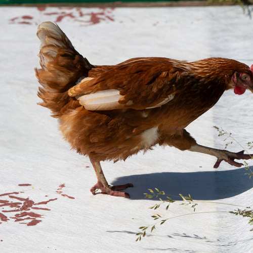 Expérimentation picturale avec les poules #4
