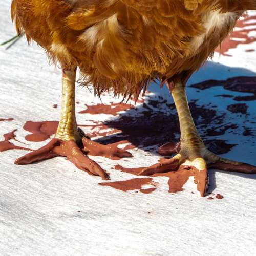 Expérimentation picturale avec les poules #5