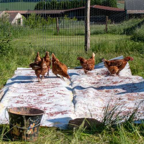 Expérimentation picturale avec les poules #6