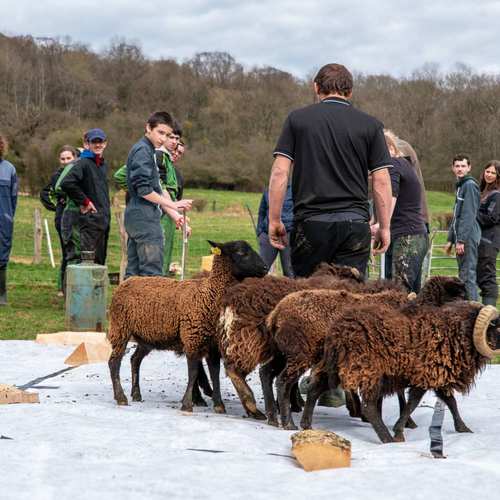 Expérimentation picturale avec les moutons #5