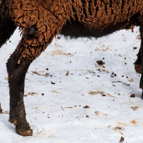 Expérimentation picturale avec les moutons #7