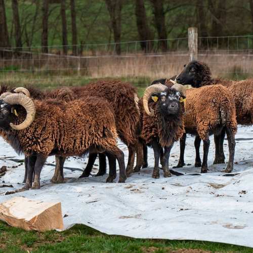 Expérimentation picturale avec les moutons #8