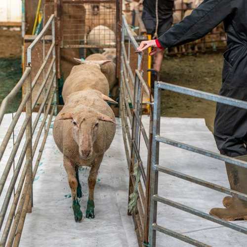 Expérimentation picturale avec les moutons #11