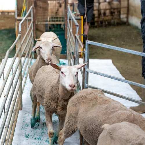 Expérimentation picturale avec les moutons #12