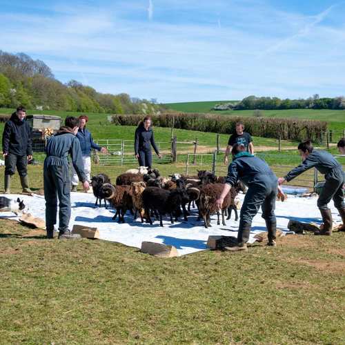 Expérimentation picturale avec les moutons #16