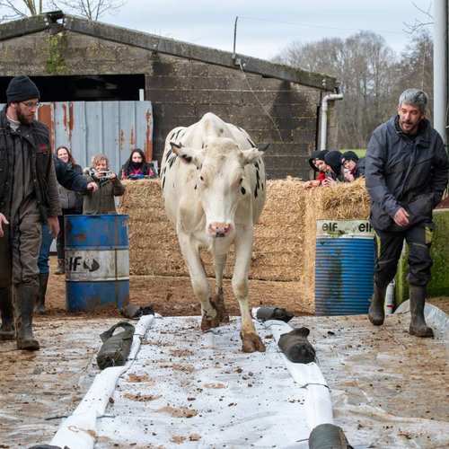 Expérimentation picturale collective avec les vaches #5