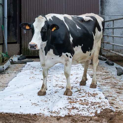 Expérimentation picturale collective avec les vaches #6