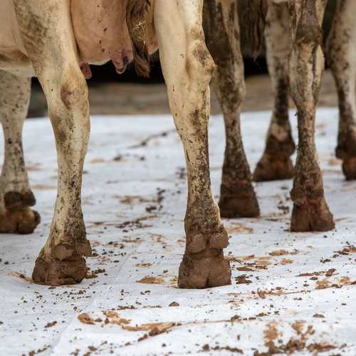 Expérimentation picturale collective avec les vaches #8