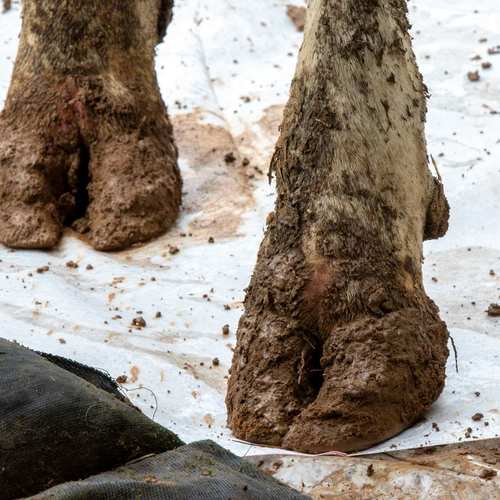 Expérimentation picturale collective avec les vaches #9