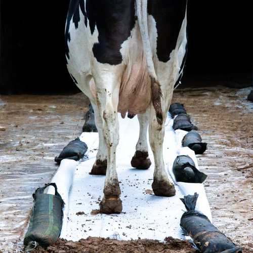 Expérimentation picturale collective avec les vaches #10