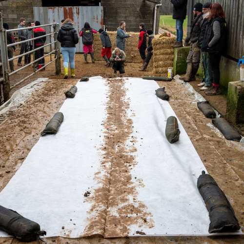 Expérimentation picturale collective avec les vaches #14